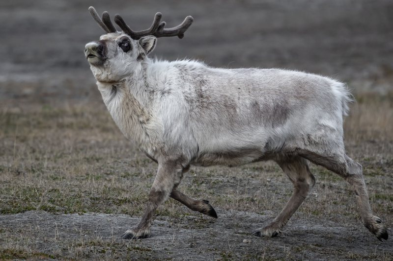 Spitsbergen Rendier
